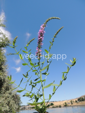loosestrife, purple